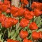 365.240 Tulips